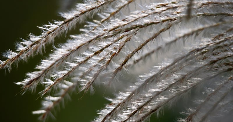 Zebragras schneiden: So gelingt der perfekte Rückschnitt
