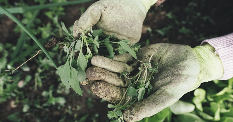 CBN Wirkung: Was Cannabinol wirklich im Körper bewirkt
