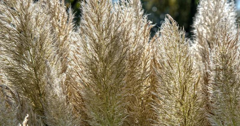 Zebragras schneiden oder nicht – was passiert, wenn Sie es lassen